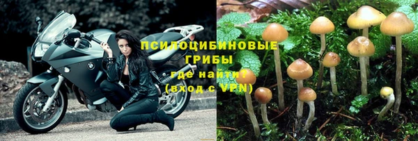 прущие грибы Абдулино